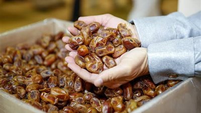 التمر المصري يغزو إفريقيا وأوروبا.. مصر تخطط لأكبر مزرعة نخيل بالعالم بسعة 2.3 مليون نخلة