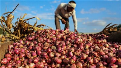 مصر تالت العالم في تصدير البصل.. تستحوذ على 12 % من حصة السوق 