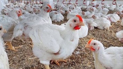 وزير الزراعة: لا وجود لفيروسات الدواجن.. ونسب النفوق طبيعية بسبب الأحوال الجوية