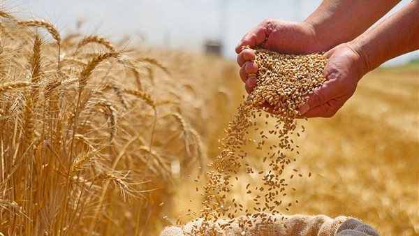 حصاد القمح