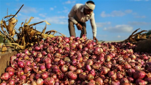 إنتاج البصل في مصر