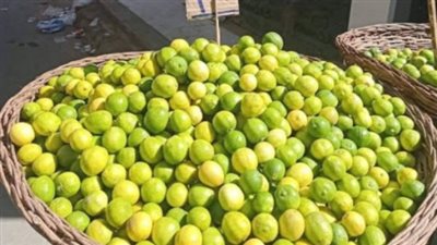 ثروة الـ 40 ألف فدان.. خطة مصرية لتحويل مخلفات الليمون إلى استثمارات عالمية