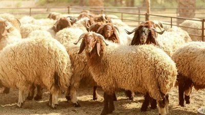 الزراعة: طرح 12 ألف رأس من الأضاحي البلدية بأسعار مخفضة بجميع المحافظات