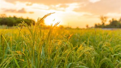 2.2 مليون فدان.. إزاي مصر تستعد لزيادة رقعتها الزراعية بنسبة 20%