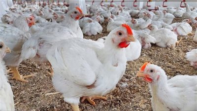 مجلس الوزراء: لا صحة لإصابة الدواجن بفيروس وبائي