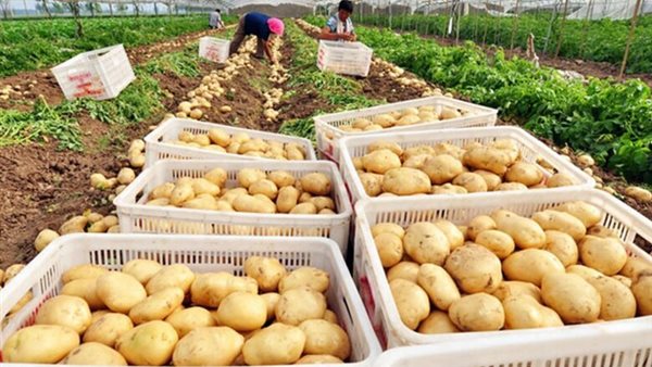 صادرات البطاطس المصرية