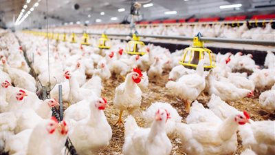 تراجع أسعار الدواجن اليوم الثلاثاء 12-8-2025