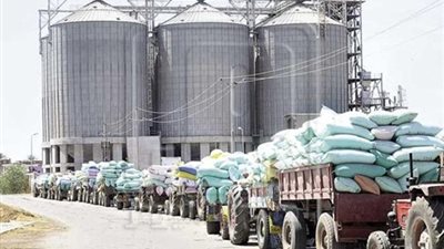 مش هنستورد قمح تاني.. مصر تطلق أضخم مشروع في تاريخها لتحقيق الاكتفاء الذاتي