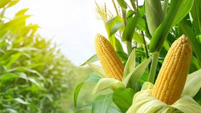 الزراعة: توسع في زراعة الذرة الصفراء لتقليل الاستيراد وتعزيز الأمن الغذائي