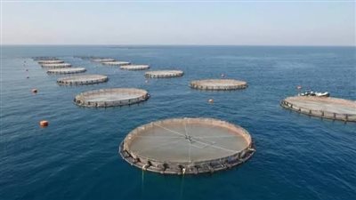 فلوس واستثمار وسمعة دولية.. مكاسب نقل مصر  خبراتها في الاستزراع السمكي لـ3 دول أفريقية