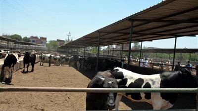 الزراعة: 45 ألف مستفيد من مشروع البتلو بتمويل 10 مليارات جنيه