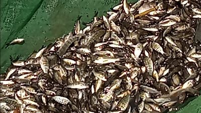 جهاز حماية وتنمية البحيرات يواصل إطلاق الزريعة السمكية لتعزيز واستدامة الثروة المائية