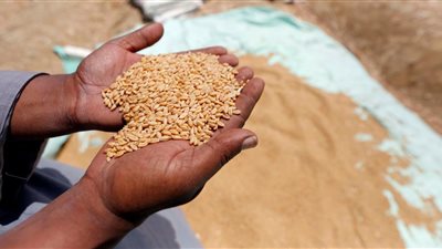 بعد السكر  الدور على القمح واللحوم.. تفاصيل خطة مصر لتحقيق الاكتفاء الذاتي في 5 سلع استراتيجية