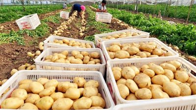 الزراعة: 6.5 مليون طن صادرات زراعية حتى أغسطس.. وبدء التشغيل التجريبي للمتحف الزراعي المصري