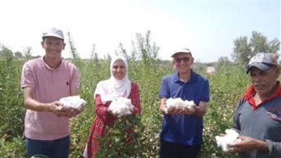 لأول مرة وسط الجبال.. كيف نجحت زراعة القطن طويل التيلة للمرة الأولى في سيناء؟
