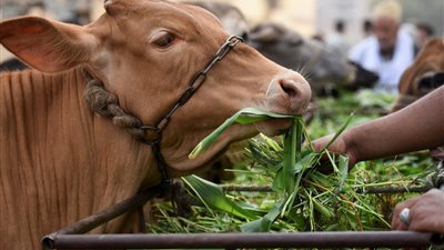 تمويل جديد للمشروع القومي للبتلو يتجاوز 10.5 مليار جنيه لتحقيق الأمن الغذائي