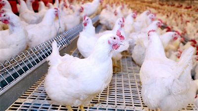 هتوصل لـ55 جنيها.. مفاجأة في أسعار الفراخ