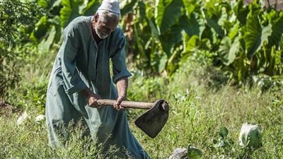 المركز الإعلامي لمجلس الوزراء: تمكين الفلاح المصري استراتيجية مستمرة لتحقيق نهضة زراعية شاملة (فيديو)