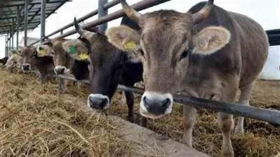 وصول 1470 رأس عجول حية من جيبوتي إلى ميناء سفاجا