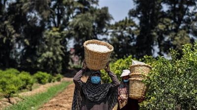 ديور وشانيل بيستوردوا العطور الخام منها.. قرية مصرية وصلت للعالمية بسبب الياسمين