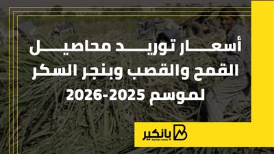 أسعار توريد محاصيل القمح والقصب وبنجر السكر لموسم 2025/2026 |إنفوجراف