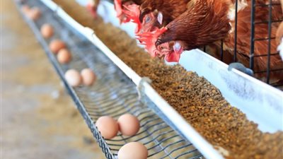 إعادة تشغيل مشروع وطني لإنتاج 60 مليون بيضة سنويًا لتعزيز الأمن الغذائي واستقرار السوق