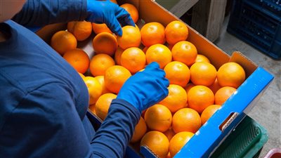 البرتقال المصري يغزو أسواق 120 دولة.. كيف انعش خزينة مصر بالدولار؟