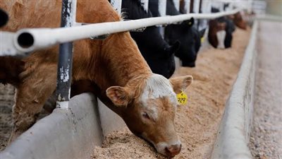 إزاي مصر تقدر تحقق الاكتفاء الذاتي من اللحوم خلال 5 سنين؟.. استثمار ضخم في صعيد مصر بـ600 مليون دولار.. وأول مصنع متكامل لمنتجات الرمان