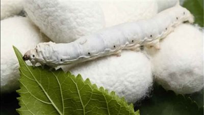 من التوت للدولارات.. مشروع الحرير الطبيعي هيغيّر خريطة الإنتاج في مصر