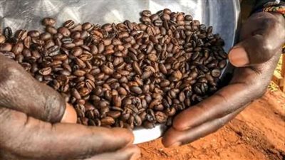انخفاض عائدات صادرات البن الأوغندي في أغسطس رغم وفرة المحصول