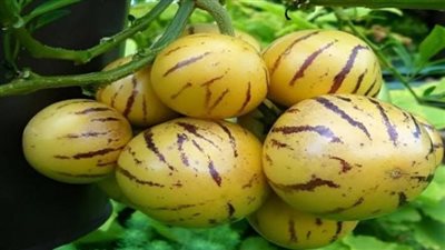 فاكهة أغلى من اللحمة.. 