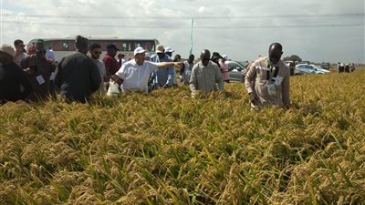 ثورة حقول الأرز.. مصر تنجح في زراعة البسمتي بإنتاجية ضخمة.. هل النهاية للاستيراد؟