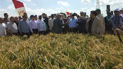 بيشغل آلاف الشباب.. وبيعملوا منه الموبيليا والطوب.. قش الرز من السحابة السوداء للدهب الأخضر