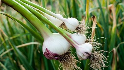 غزو بنكهة مصرية.. كيف تربع 