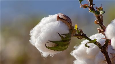 مصر تخسر 34.6% من القطن البلدي في 2025.. ما الذي يحدث وكيف يمكن إنقاذ الموسم؟