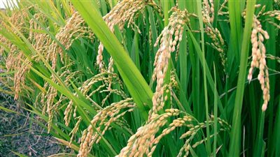 زراعة دمياط: الانتهاء من حصاد 42 ألف فدان من محصول الأرز بالمحافظة