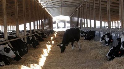 نجاح مصري جديد في ملف الشفافية الصحية باعتماد تقرير الثروة الحيوانية دون ملاحظات دولية