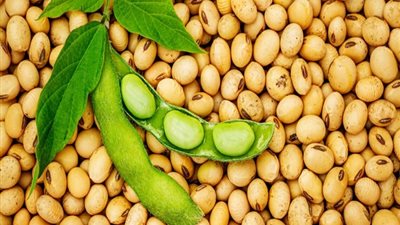 الصين توقف استيراد فول الصويا الأمريكي لأول مرة منذ سبع سنوات وسط تصاعد التوترات التجارية