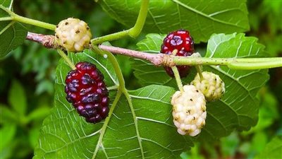 البيع بالمزاد مش بالكيلو وكل بيت عنده شجرة.. حكاية إمبراطورية التوت في قلب مصر 