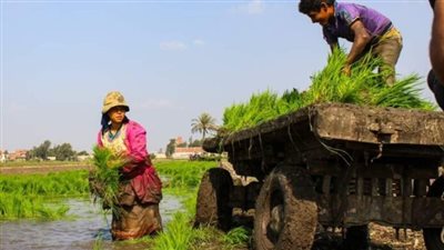 الدولة المصرية تقدم دعمًا غير مسبوق للمزارعين لضمان تحقيق الأمن الغذائي