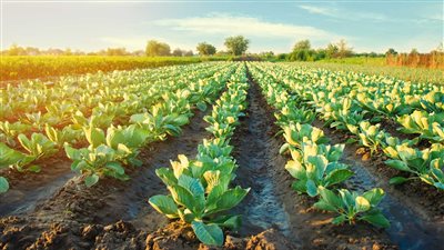 نهر الخير للتنمية والاستثمار الزراعي تُجدد تعاقدها مع التأمين الاجتماعي بـ30.3 مليون جنيه