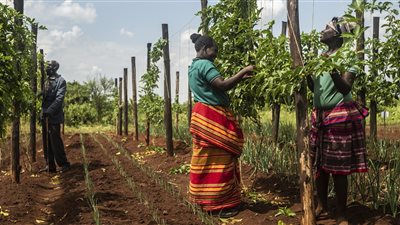 أوغندا تتوقع زيادة 14.8% في إنتاج البن بدعم من توسع الزراعة