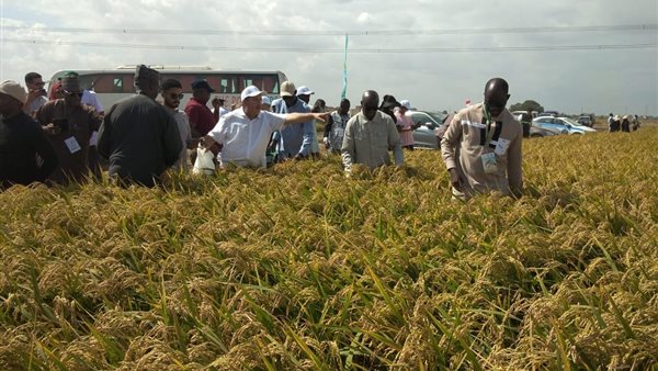 زراعة الأرز 