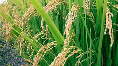 النيجر تمدد حظر تصدير الحبوب لضمان استقرار السوق المحلية