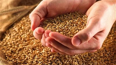  في مناقصة دولية.. الأردن يشتري 60 ألف طن من علف الشعير