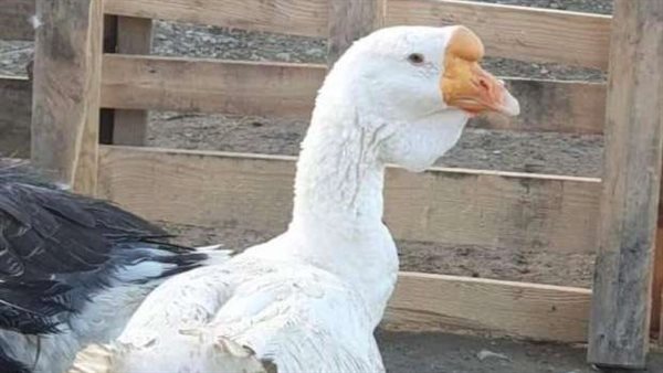 الاوز الأوروبي