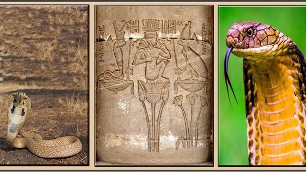 الكوبرا المصرية