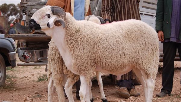 الأغنام في مصر 