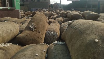 وزارة الزراعة: ضبط شونة ضخمة لتخزين وبيع القطن 