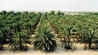 إنشاء أكبر مزرعة نخيل في العالم بسعة 2.3 مليون نخلة في منطقتي توشكى والعوينات